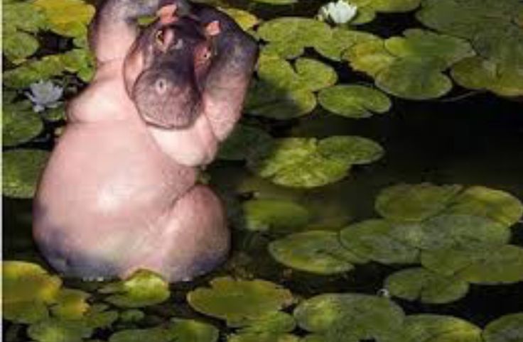 a hippopotamus in the water with lily pads on it's back