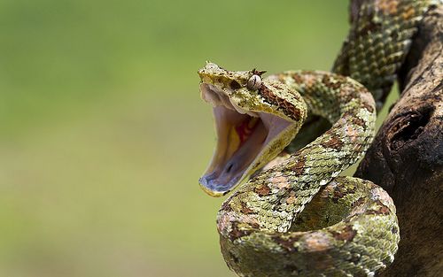 a large snake with its mouth open and it's tongue out on a tree branch