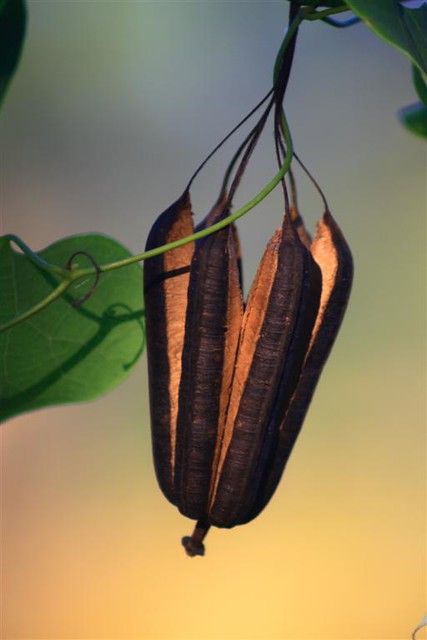 the flower is hanging upside down from the plant's leafy stems, which are brown and black in color