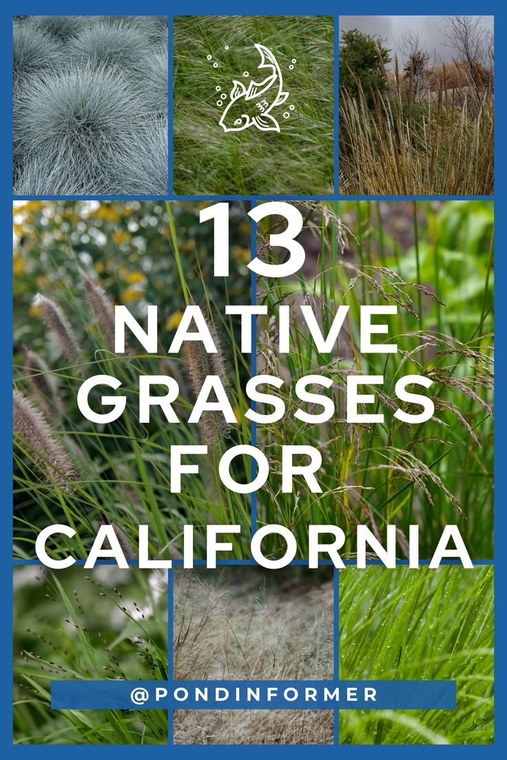 the cover of an article about native grasses for california