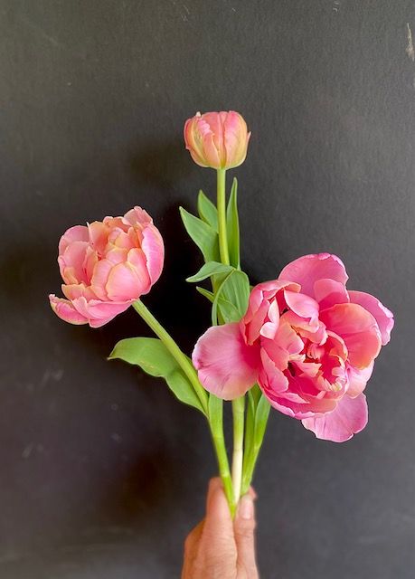 a person holding three pink flowers in their hand