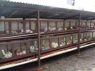 several cages filled with birds and other animals