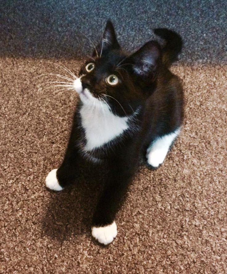 a black and white cat sitting on top of a carpeted floor next to a wall