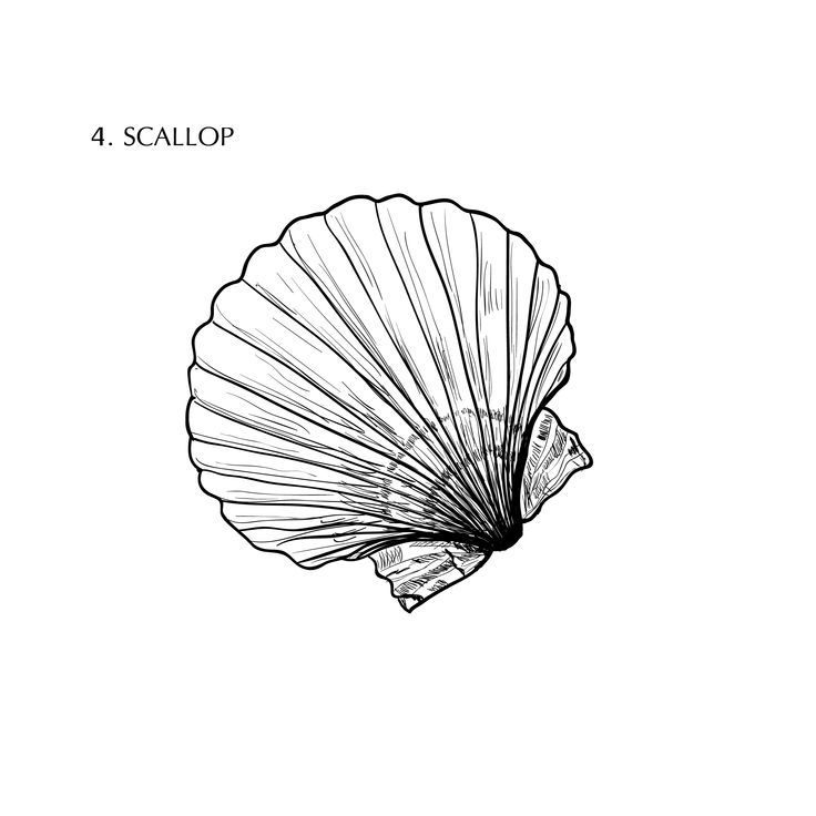 a drawing of a scallop on a white background with the words scallop below it