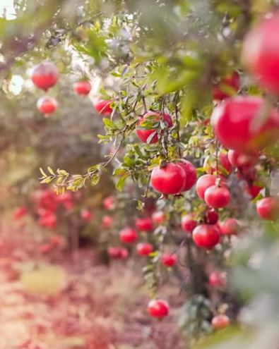 an apple tree with lots of red apples growing on it