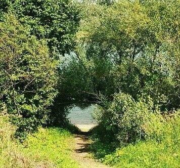 a dirt path that is surrounded by trees and grass, leading to the water's edge