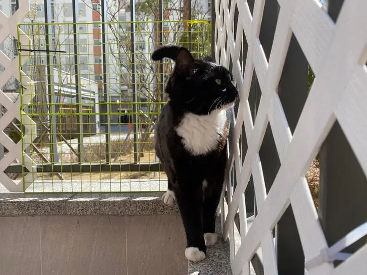 a black and white cat standing next to a fence