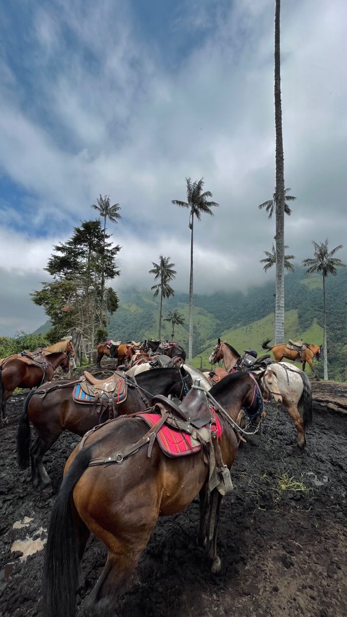 horses are standing in the dirt near palm trees