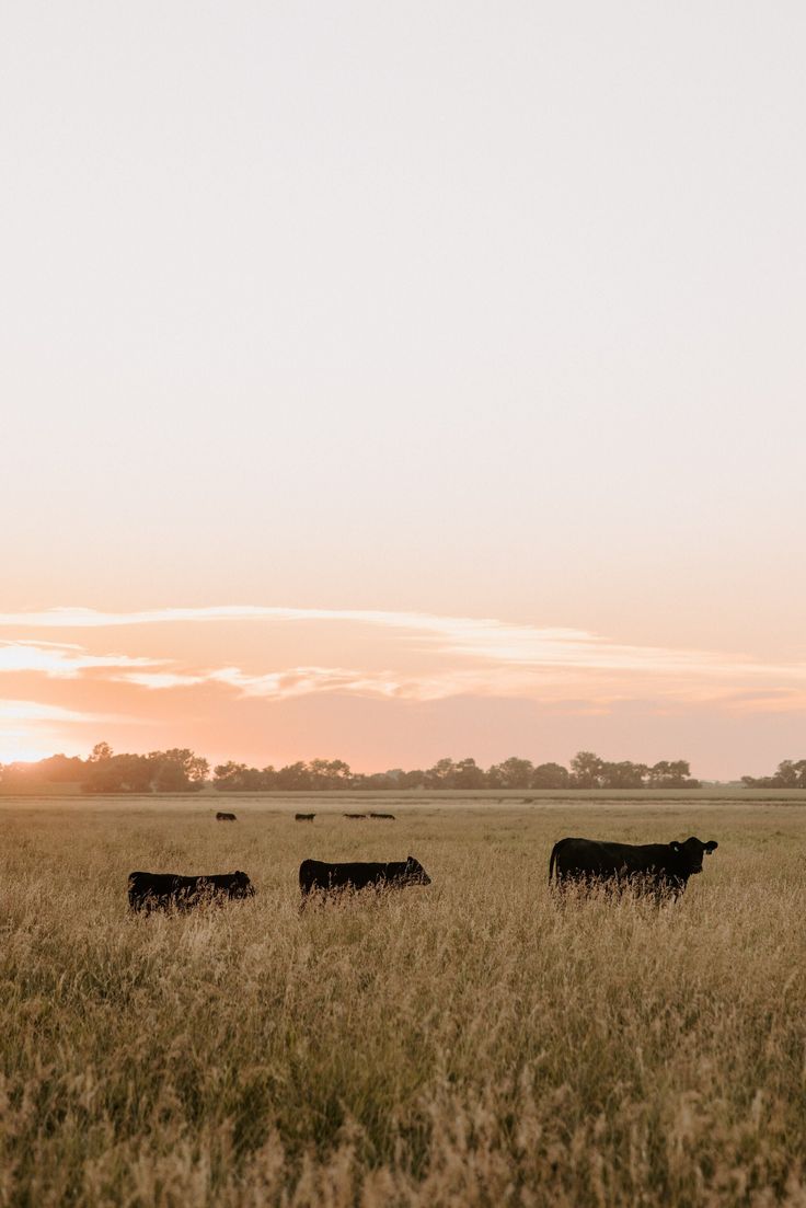 four black cows are standing in the tall grass at sunset on a field with trees behind them