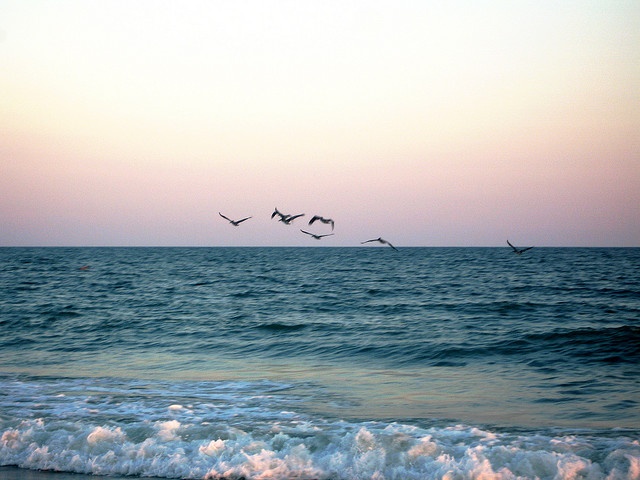 several birds flying over the ocean at sunset