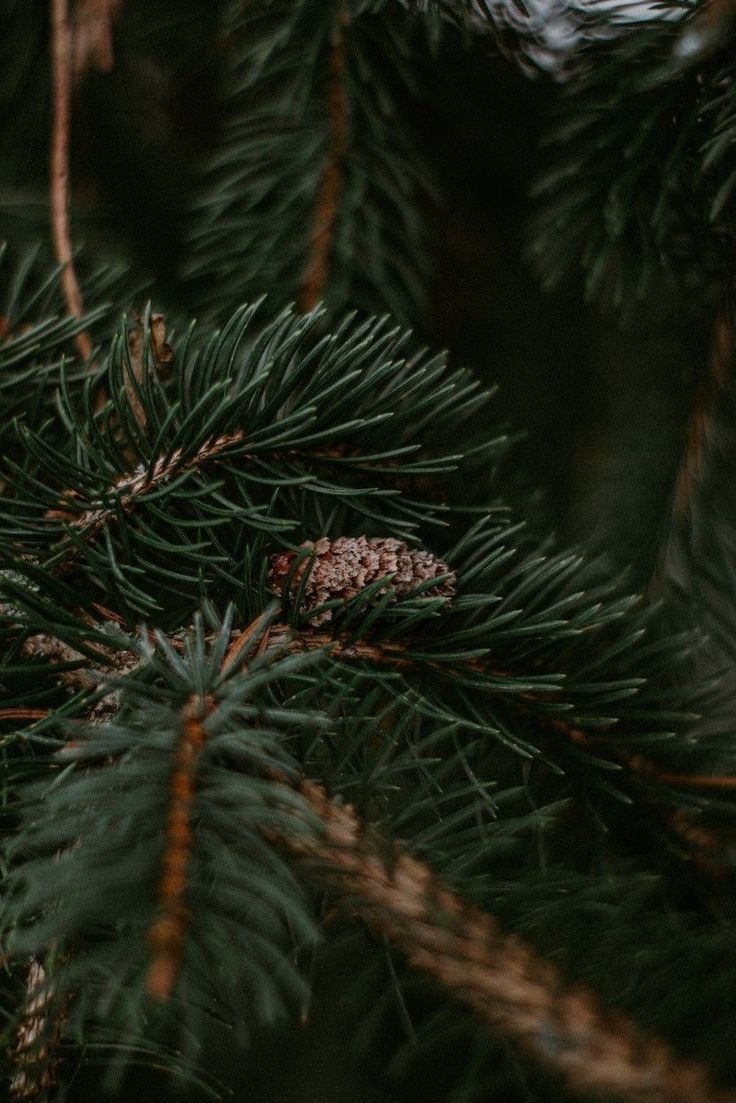 a pine tree with some cones on it