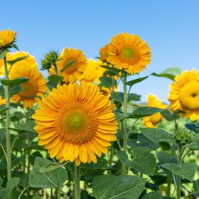 a field full of yellow sunflowers with green leaves and blue sky in the background