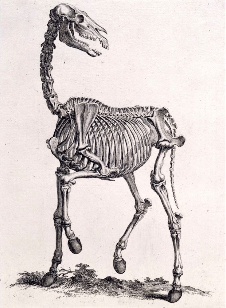 the skeleton of a horse is shown in black and white, with an animal's head