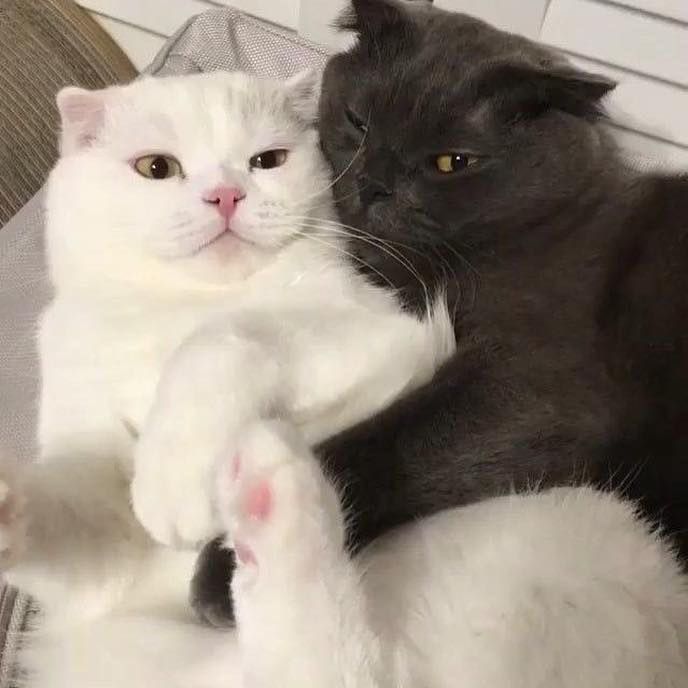 two cats sitting next to each other with their paws on the cat's back