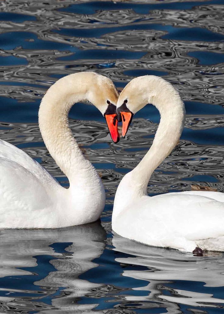 two swans in the water making a heart shape with their beaks, and one has its eyes open