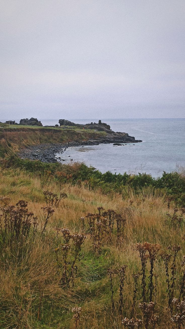 an animal standing on top of a lush green field next to the ocean with rocks in the background