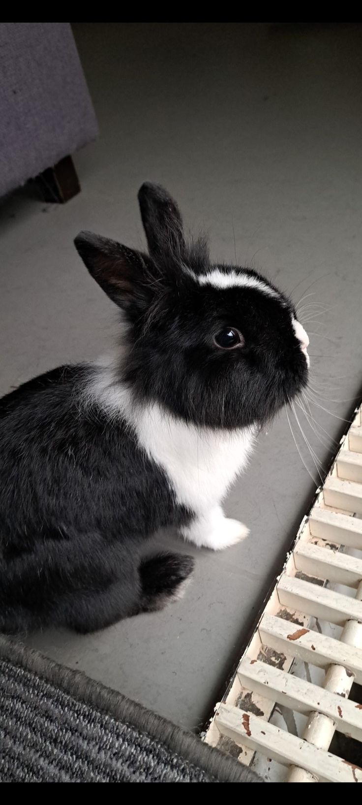 Aesthetic bunny rabbit photo cute Black And White Bunny Aesthetic, Black Rabbit Aesthetic, Black Bunny Wallpaper, Black Bunny Aesthetic, Bunny Black And White, Black And White Bunny, Black And White Rabbit, Black White Aesthetic, Pet Bunny Rabbits