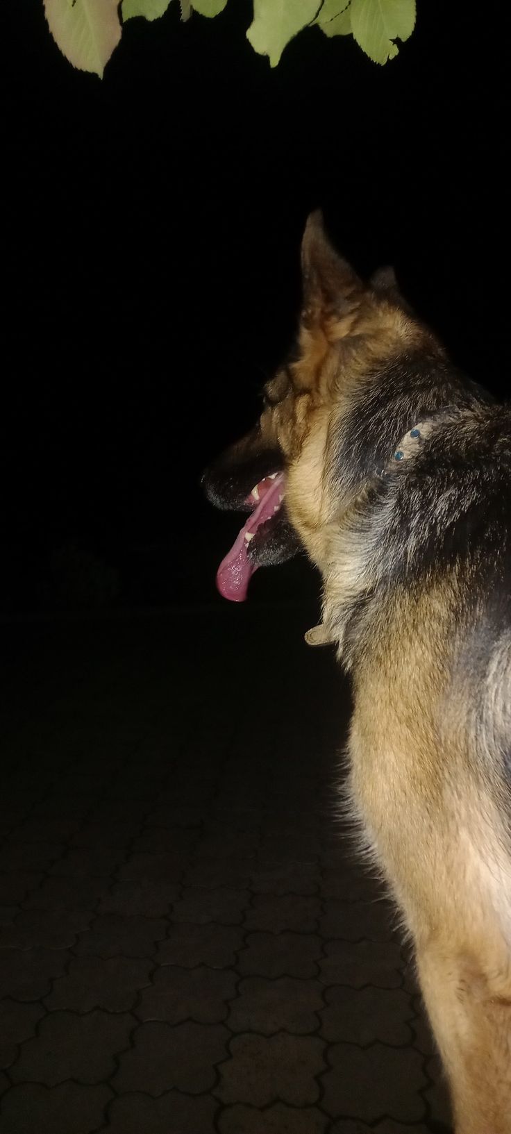 a dog with its tongue hanging out in the dark