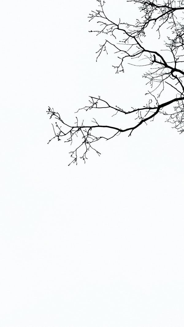 a black and white photo of a tree with no leaves in the winter, against a light gray sky