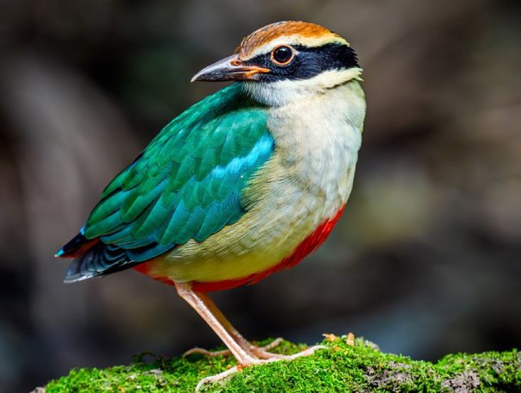 a colorful bird sitting on top of a moss covered rock