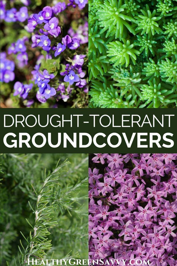 purple flowers and green plants with text overlay that reads, brought tolerant groundcovers