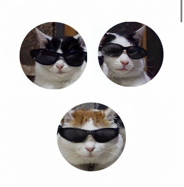 three pictures of a cat wearing sunglasses and one has a cat's face in the middle