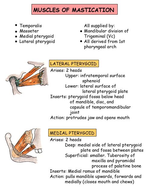 Instant Anatomy - Head and Neck - Muscles - Mastication Anatomy Head, Neck Anatomy, Dental Assistant Study, Dental Nurse, Registered Dental Hygienist, Dental Hygiene Student, Dental World, Neck Muscles, Dental Hygiene School