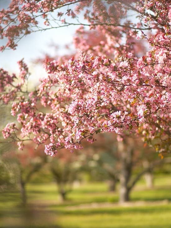 pink flowers are blooming on trees in the park