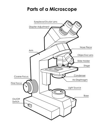 the parts of a microscope labeled in text