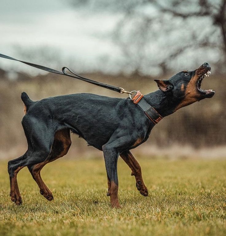 a black and brown dog with its mouth open on a leash