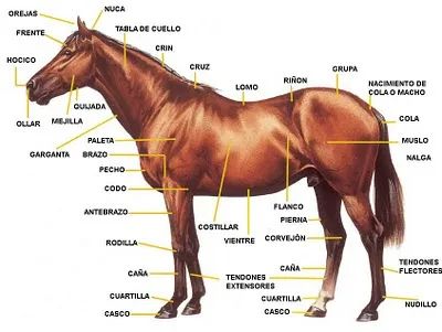 an image of a horse labeled in all its parts