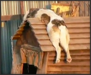 a cat is laying on the steps with its head down and it's eyes closed