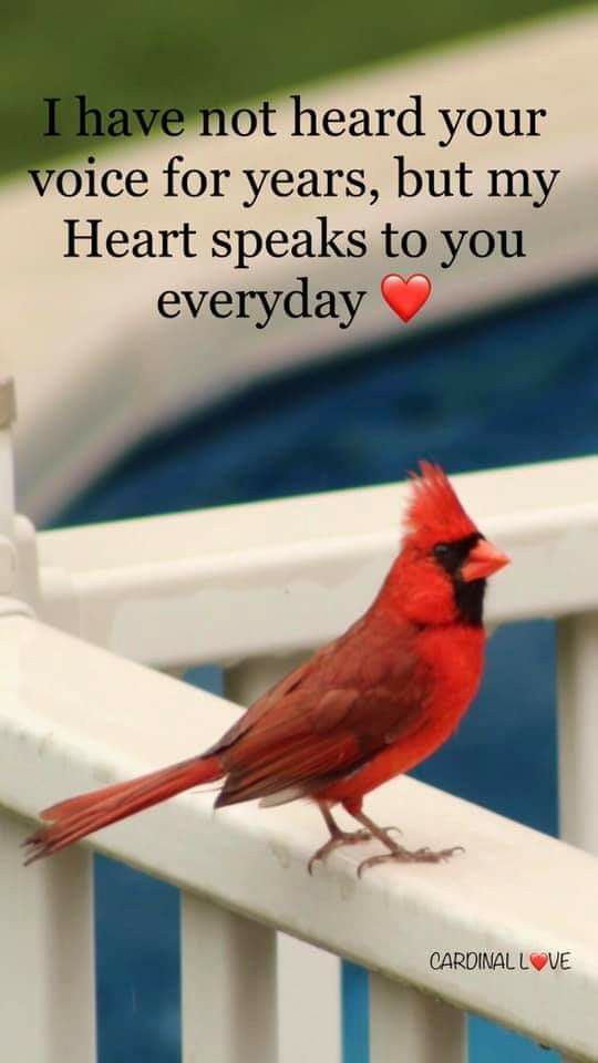 a red bird sitting on top of a white railing next to a pool with a quote from cardinal love