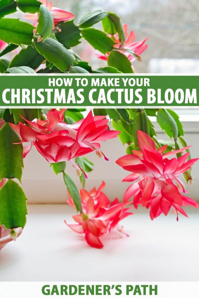 a potted plant with red flowers in it and the words how to make your christmas cactus bloom