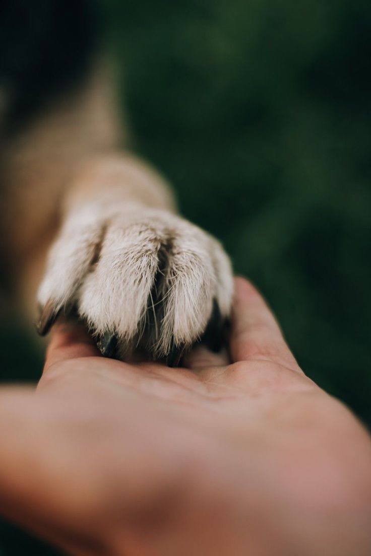 a dog paw is being held in someone's hand