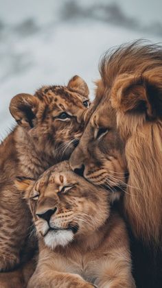 two adult lions and one baby lion cuddle together