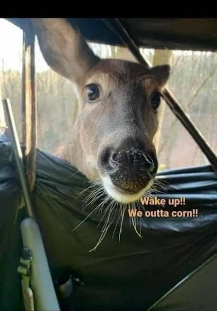 a deer is peeking out the back window of a car with an advertisement on it