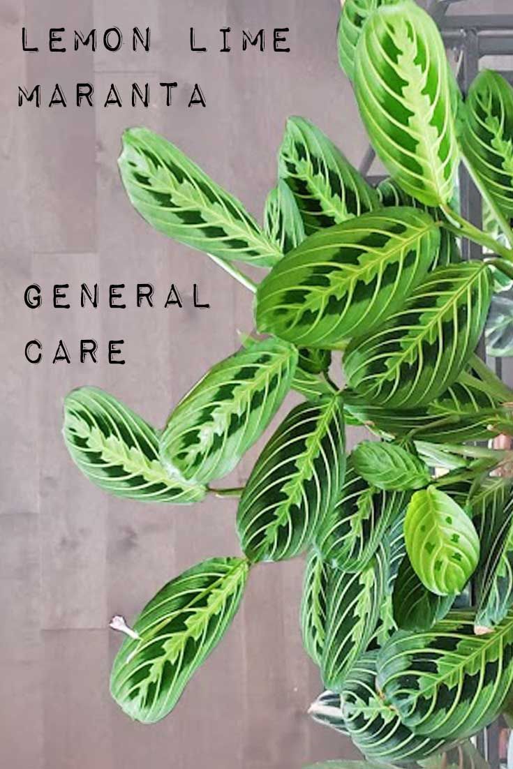 there is a green plant with leaves growing out of it's sides and the words lemon lime maranta general care