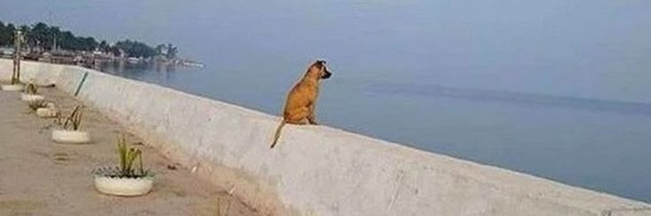 a dog sitting on the edge of a concrete wall