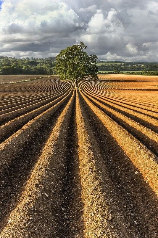 a tree in the middle of a plowed field with cloudy skies above and trees on either side