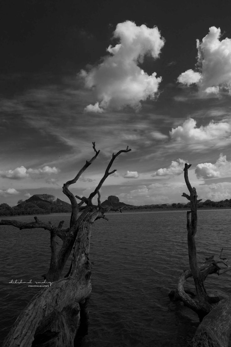 black and white photograph of dead trees in the water with clouds above them on a cloudy day