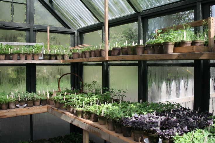 many plants are growing in the greenhouse