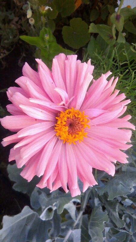 a pink flower with yellow center surrounded by green leaves