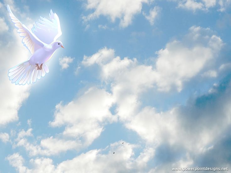 a white dove flying in the sky on a sunny day