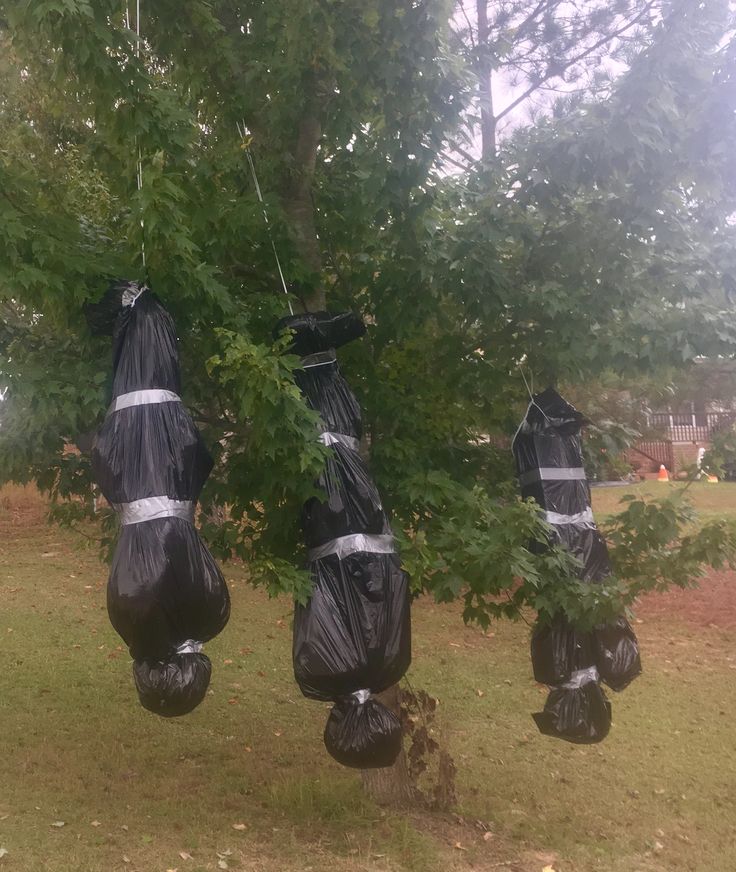 three black bags are hanging from a tree