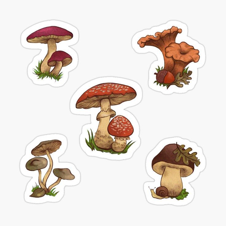 four different types of mushrooms sticker