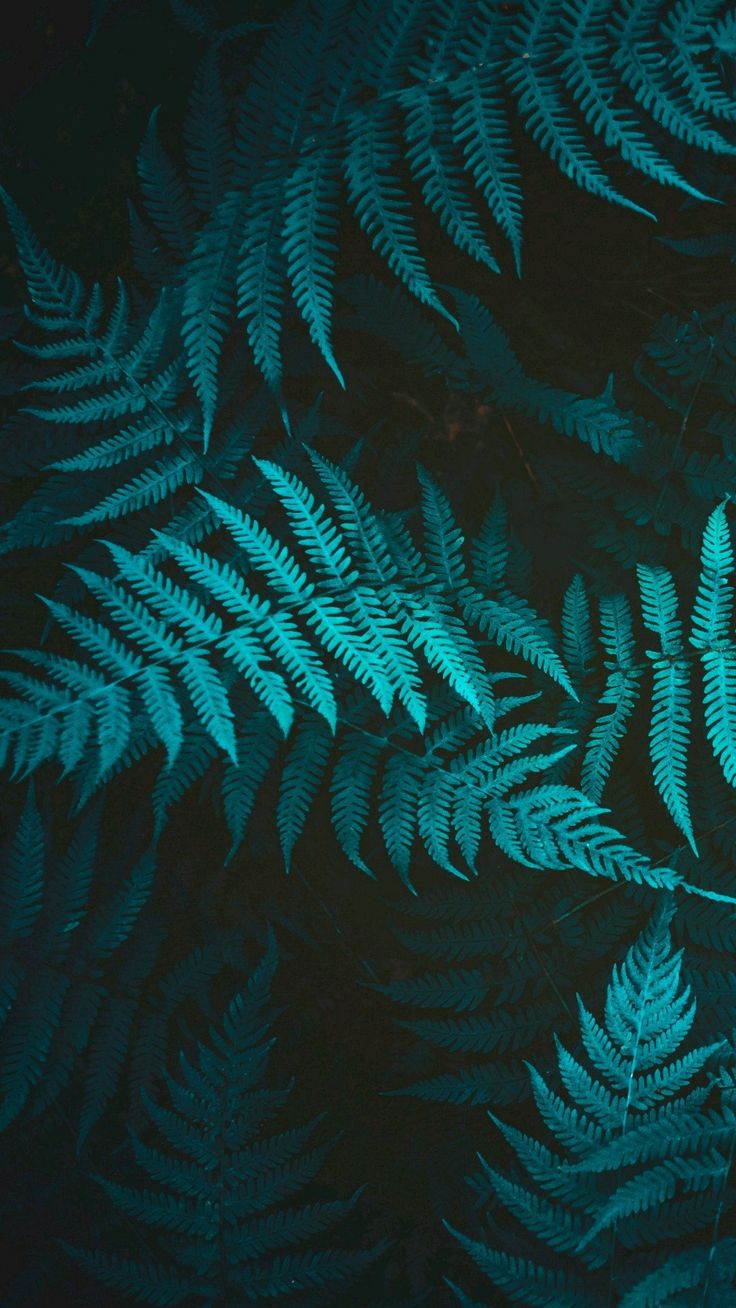 green fern leaves are shown in the dark