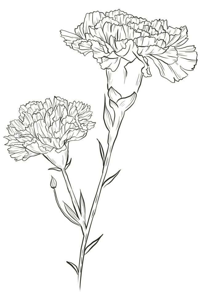 two flowers are shown in this black and white drawing, with one flower on the left side