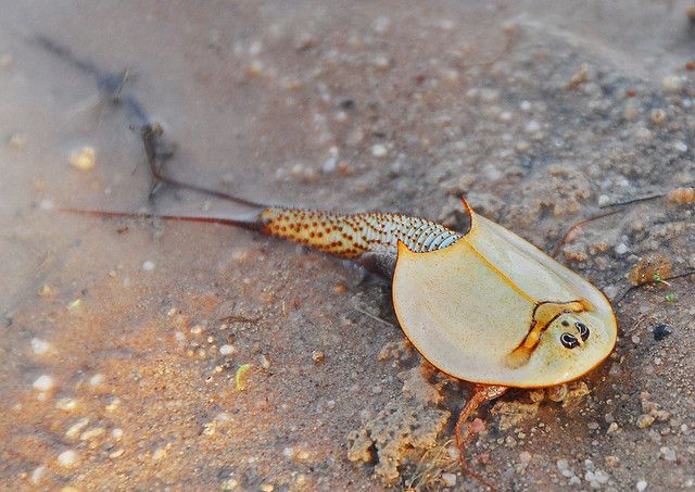 a bug crawling on the ground with it's mouth open