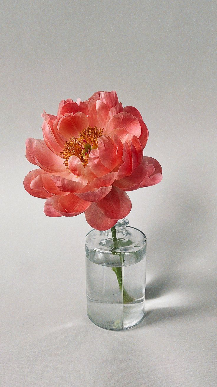 a single pink flower in a clear glass vase